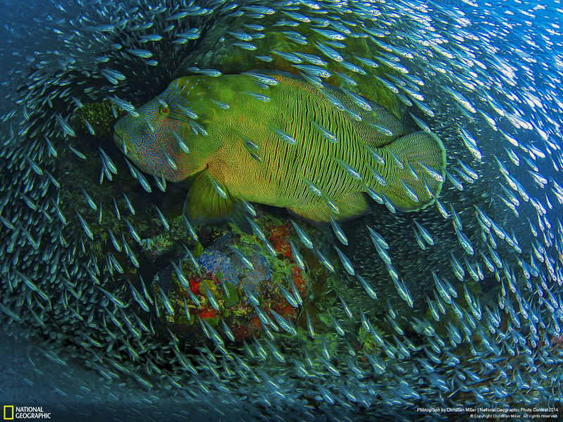 Illustration for article titled Las impresionantes fotos ganadoras del concurso de National Geographic
